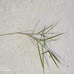 Paspalum vaginatum ഇല