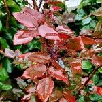 Berberis repens Leaf