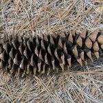 Pinus lambertiana Fruto