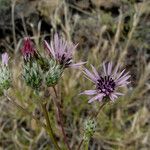 Volutaria tubuliflora Other