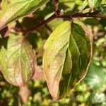 Cornus sanguineaList