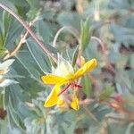 Balbisia gracilis Flower