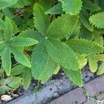 Potentilla thurberi ഇല