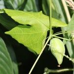 Diplocyclos palmatus Fruit