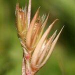 Juncus hybridus Owoc