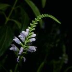 Physostegia virginiana Flower