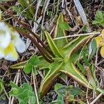 Pinguicula alpina Hoja