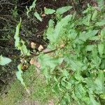 Scrophularia trifoliata Fula