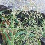 Eragrostis minor 花