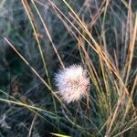 Eriophorum vaginatum Flower