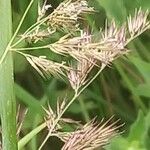 Calamagrostis canescens Λουλούδι