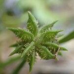 Ranunculus muricatus Fruit