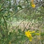 Jasminum fruticans Hoja