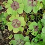 Oxalis tetraphyllaᱥᱟᱠᱟᱢ