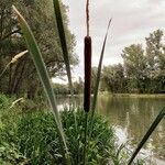 Typha latifolia 花