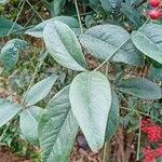 Nandina domestica Yaprak