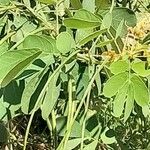 Cassia obtusifolia Leaf