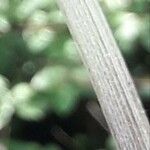Cirsium heterophyllum പുറംതൊലി