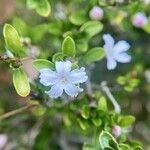 Serissa japonica Flower