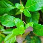 Barleria repens Hoja