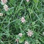Trifolium repens Květ