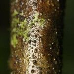 Cordia nodosa Kôra