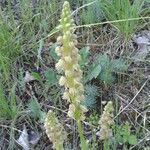 Orchis anthropophora Bark