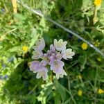 Allium massaessylum Fleur