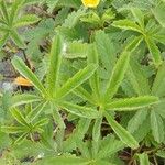 Potentilla reptans 葉