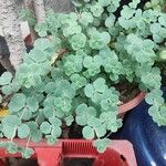 Sedum sieboldii Hoja