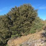 Quercus chrysolepis Агульны выгляд