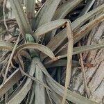 Tillandsia pohliana 葉