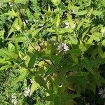 Monarda fistulosa 形态