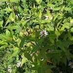 Monarda fistulosa Hábitos