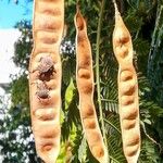 Albizia julibrissin Fruit