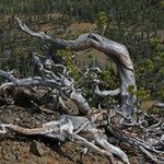 Pinus albicaulis Hábito