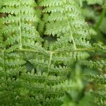 Pteridium capense 葉