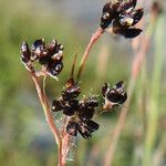 Luzula alpinopilosa Flower