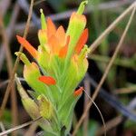 Castilleja tenuiflora फूल