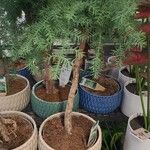 Araucaria cunninghamii Vivejo