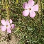 Dianthus saxicolaКветка