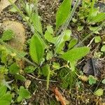 Plantago virginica Blatt