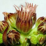 Sempervivum montanum ফুল