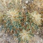 Ptilostemon hispanicus Leaf