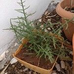 Salicornia europaea Лист