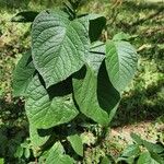 Vangueria madagascariensis Hoja