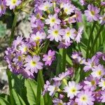 Primula auriculata Máis