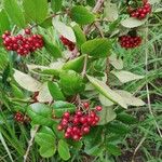 Psorospermum febrifugum Blatt