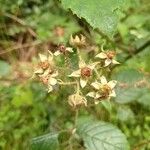 Rubus fruticosus Fruchs