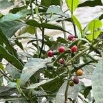 Psychotria carthagenensis Fruto